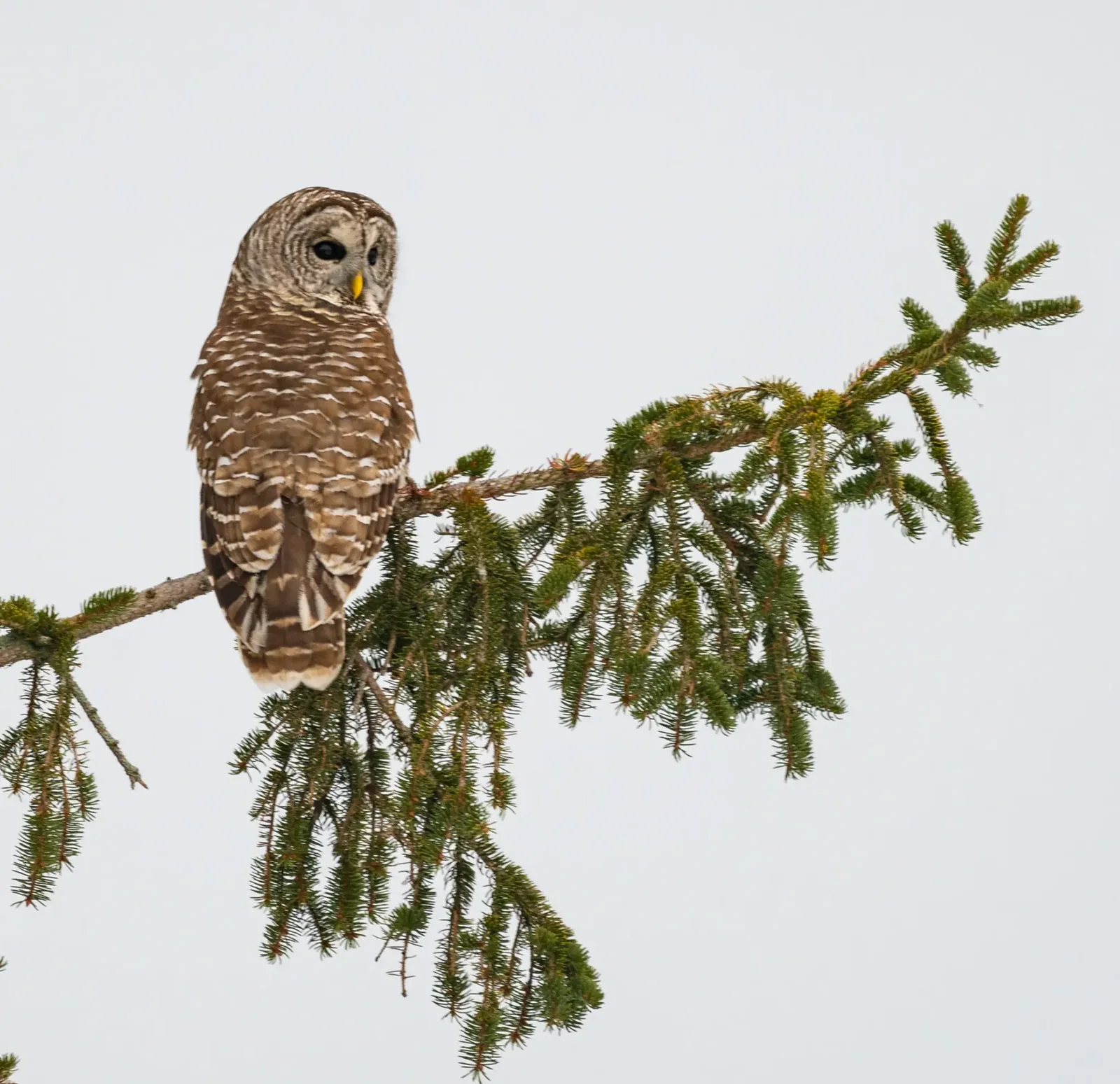 A Barred Owl photographed by Janice Coulter